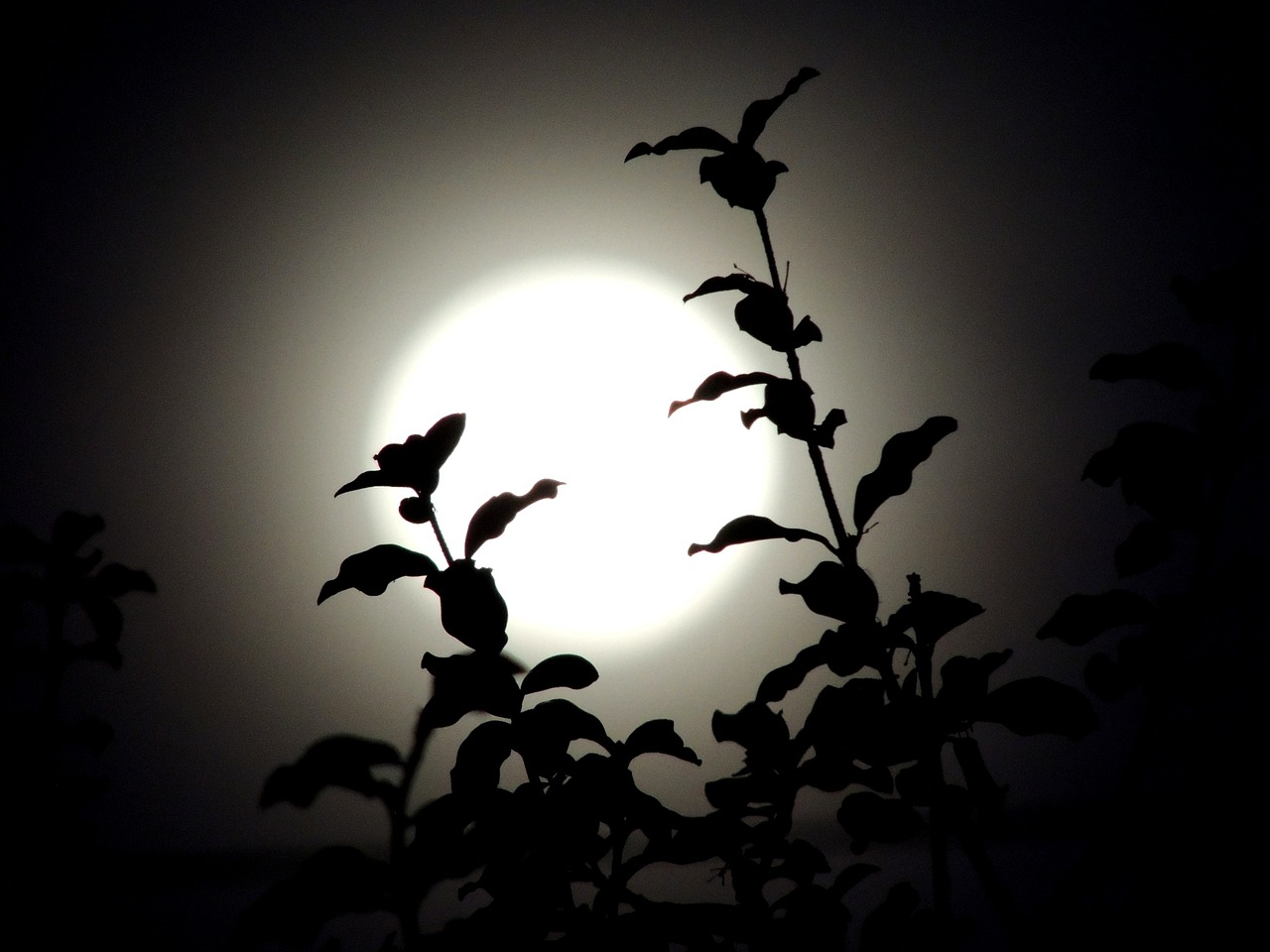 moon twigs night free photo