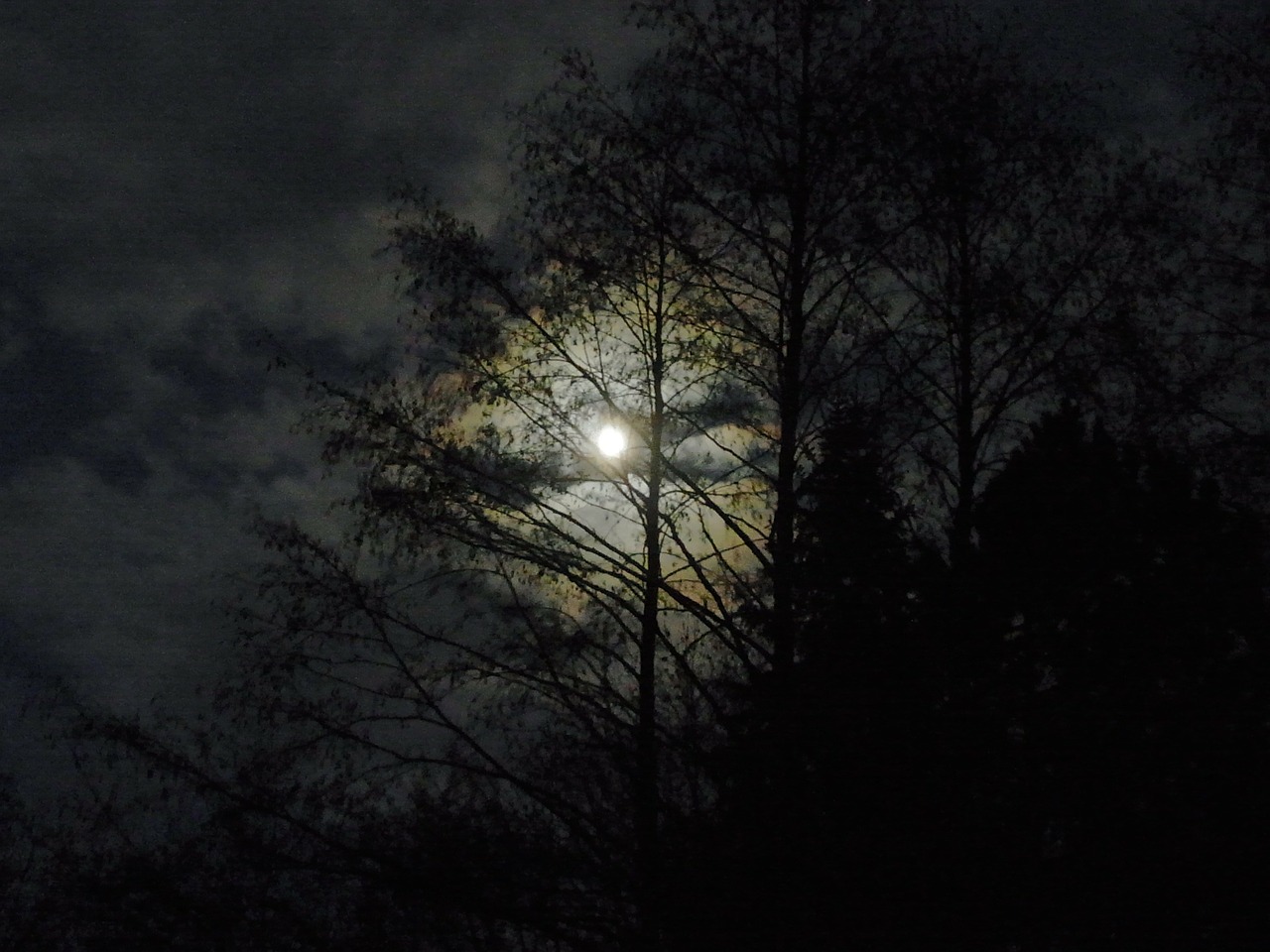 moon at night moonlight free photo
