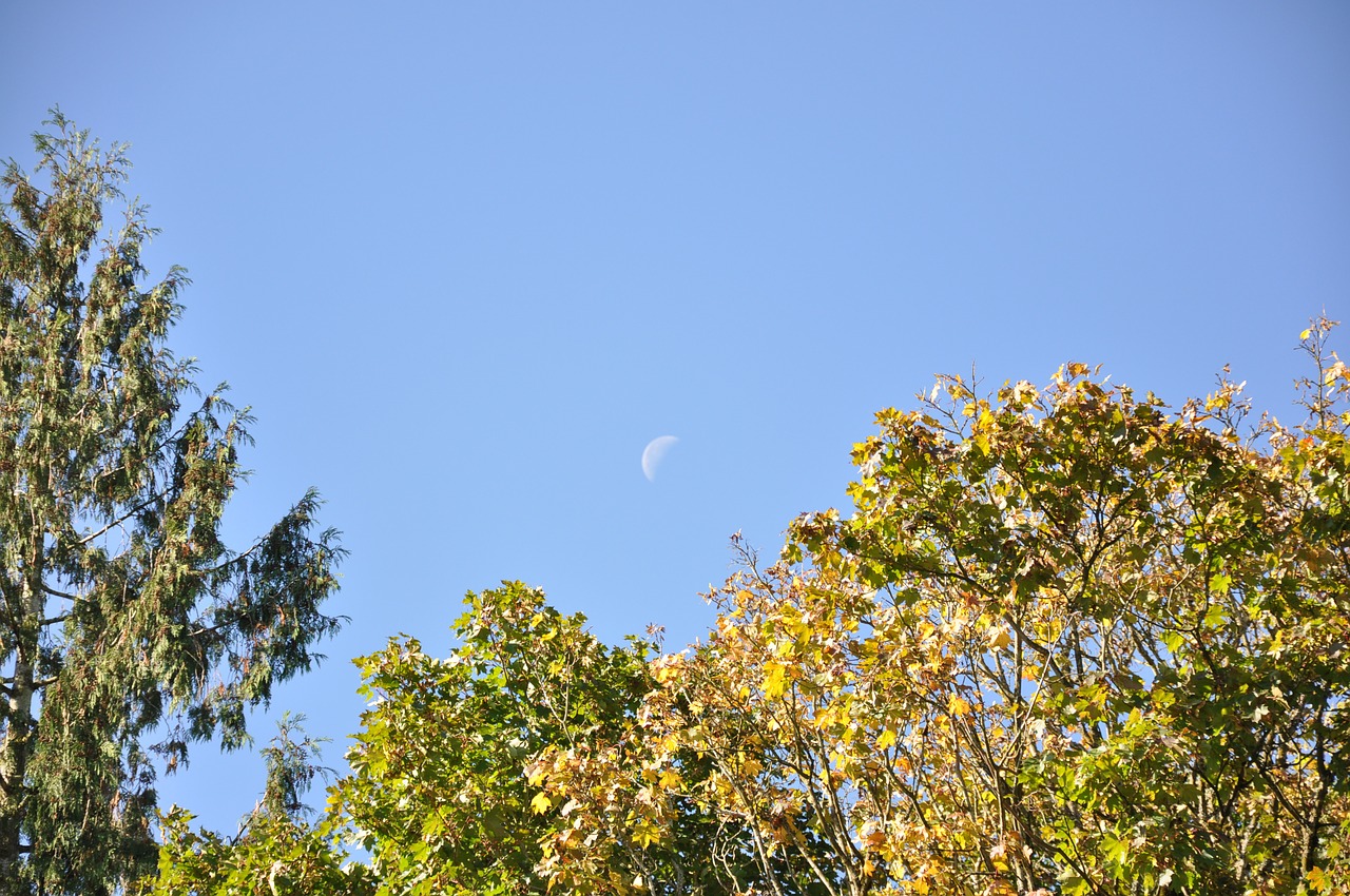 moon tree sky free photo