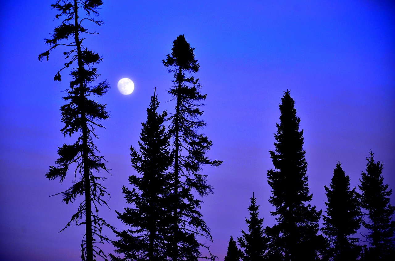 moon trees sky free photo