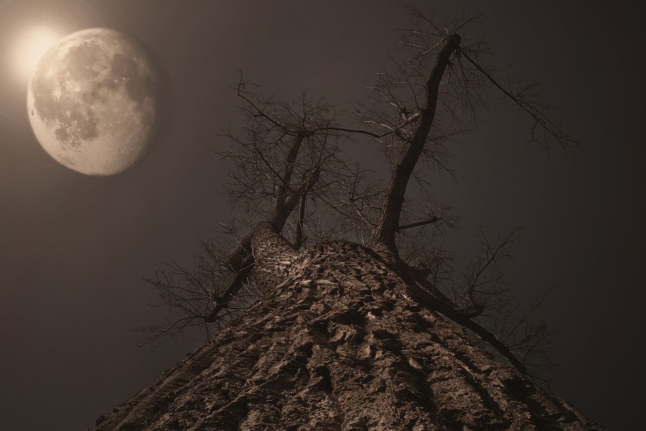 moon tree moonlight free photo