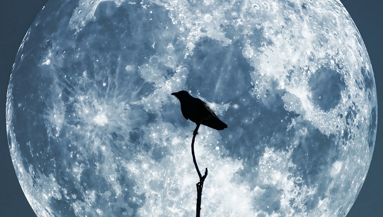 moon crow sky free photo