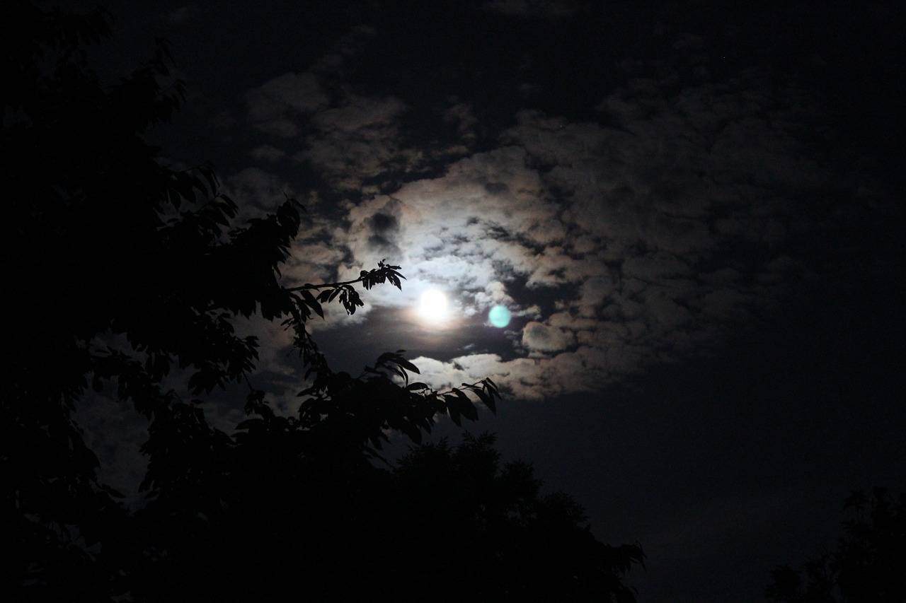 moon tree dark free photo