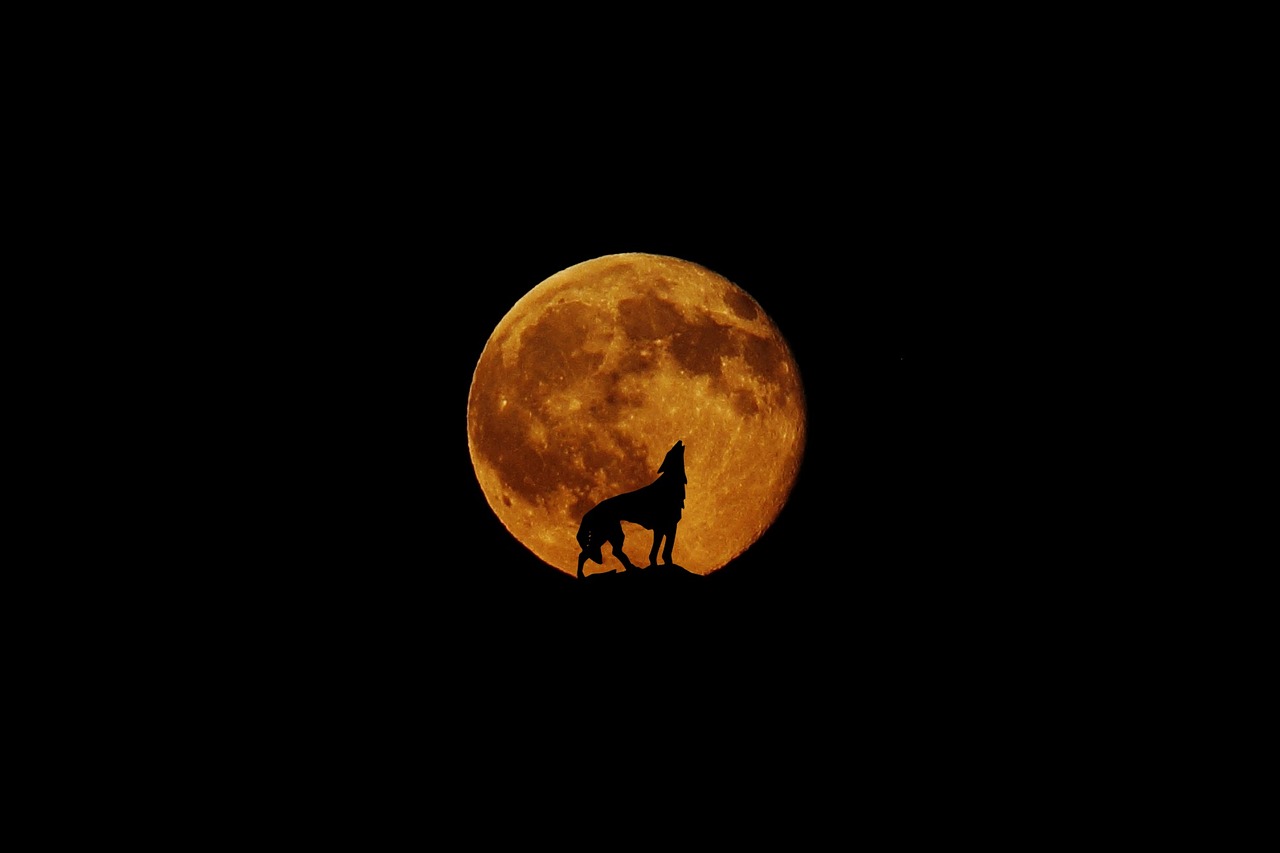 moon wolf full moon free photo