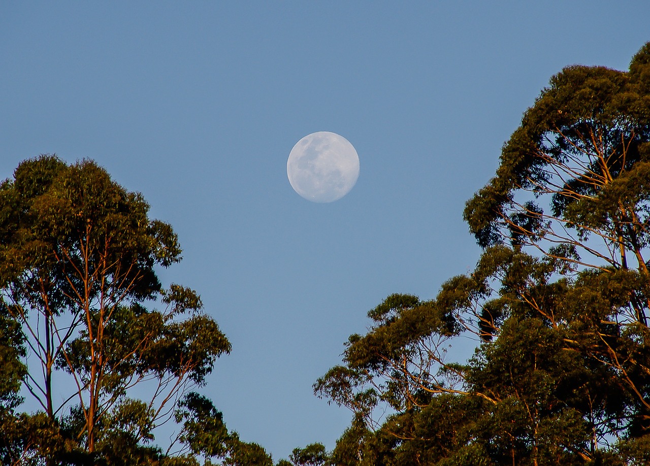 moon sky trees free photo