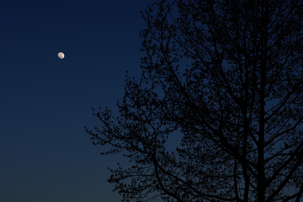 moon tree night free photo