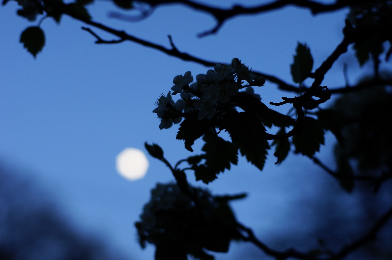 moon tree night free photo