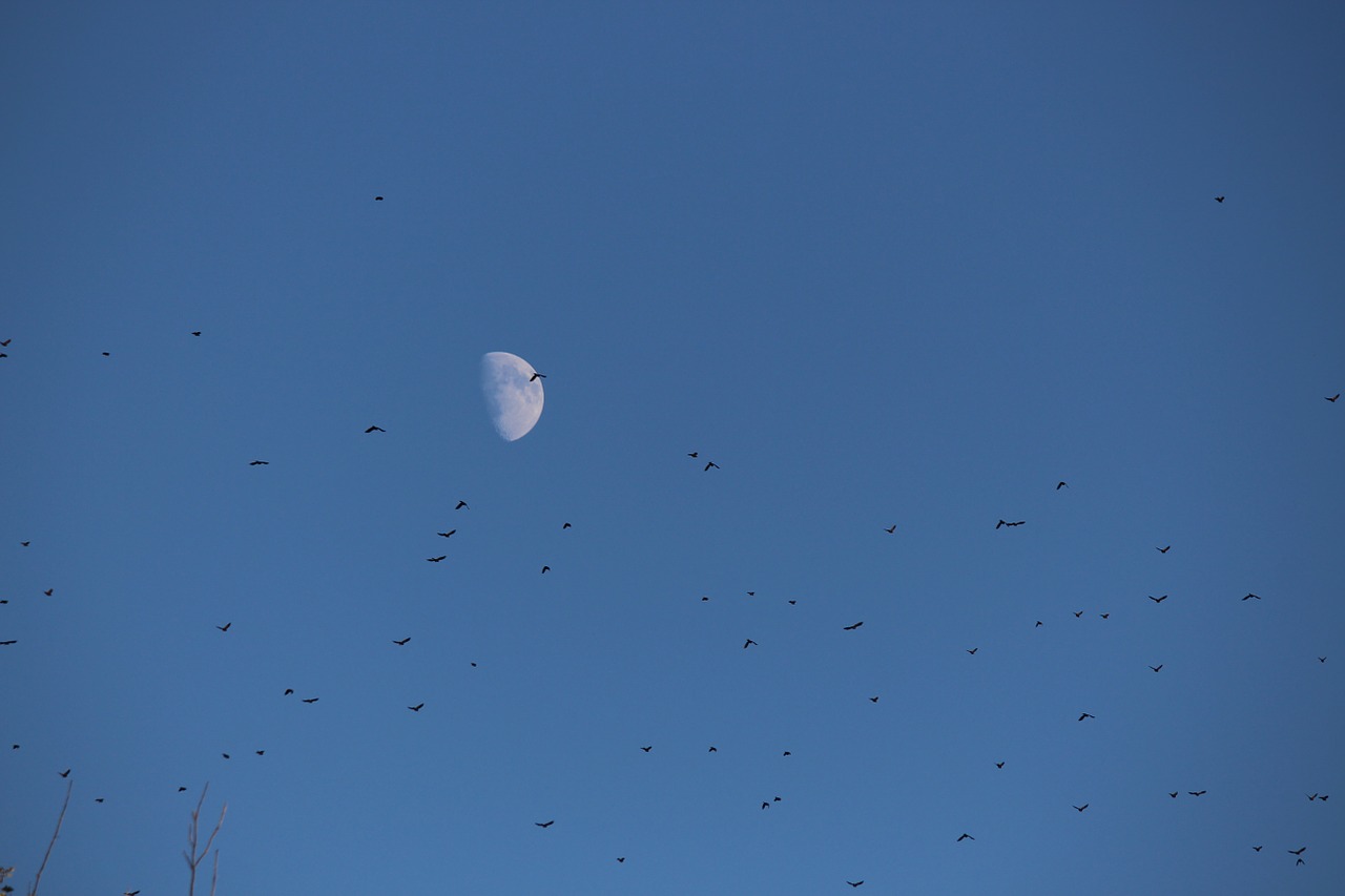 moon birds flock free photo