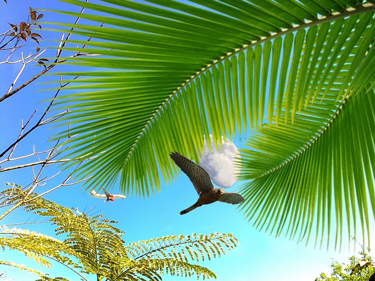 moon bird coconut tree free photo