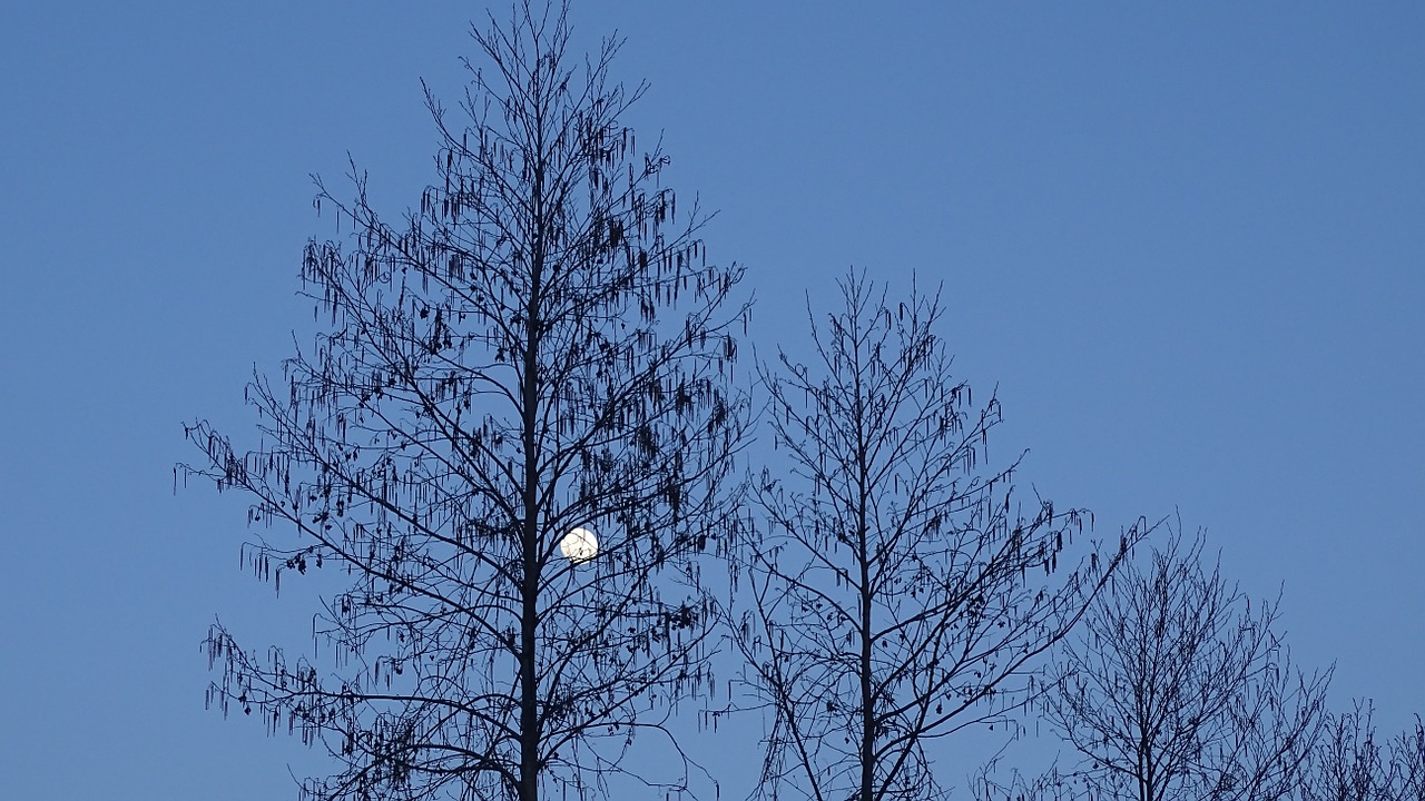 moon sky trees free photo