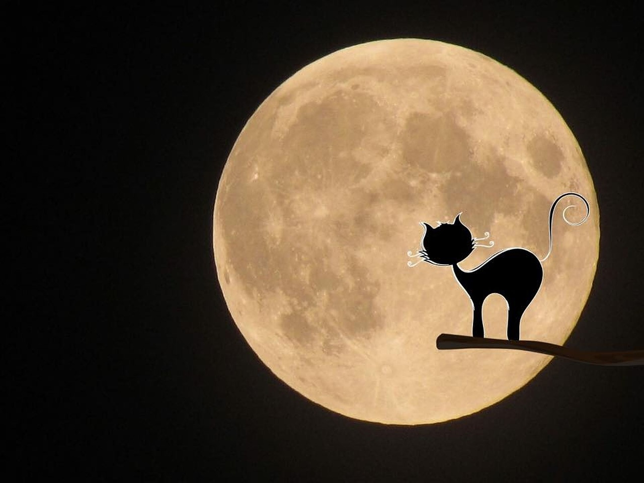 moon cat mystical free photo