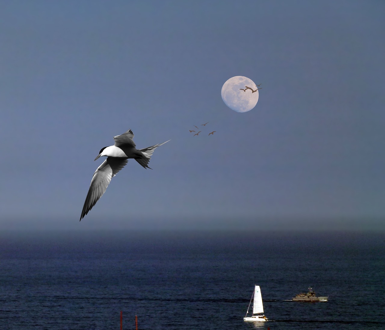 moon sky blue sky free photo