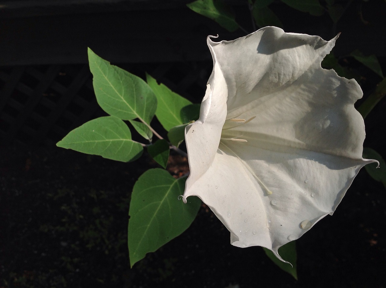 moon blossom white garden free photo