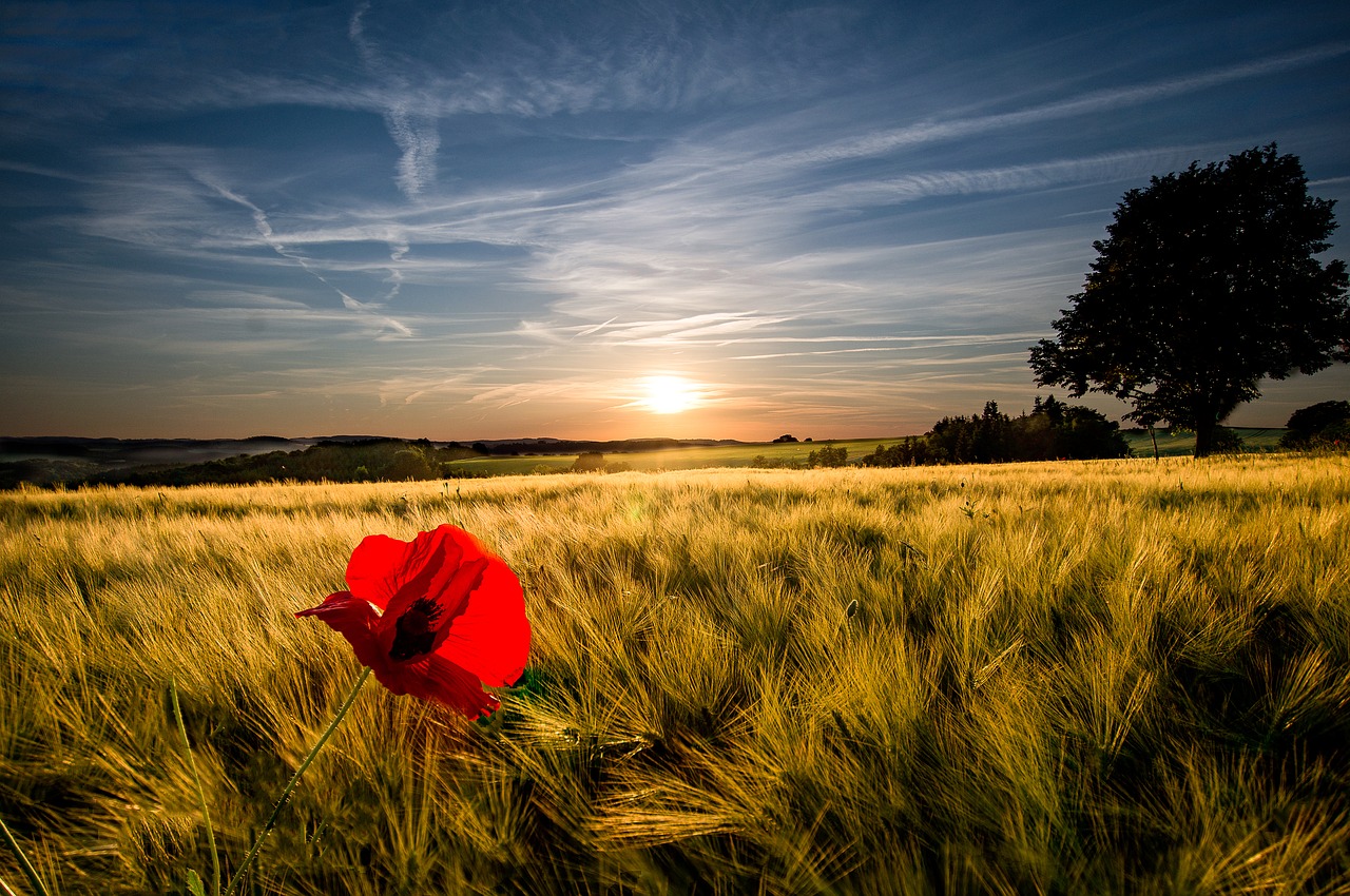 moon box nature sunset free photo