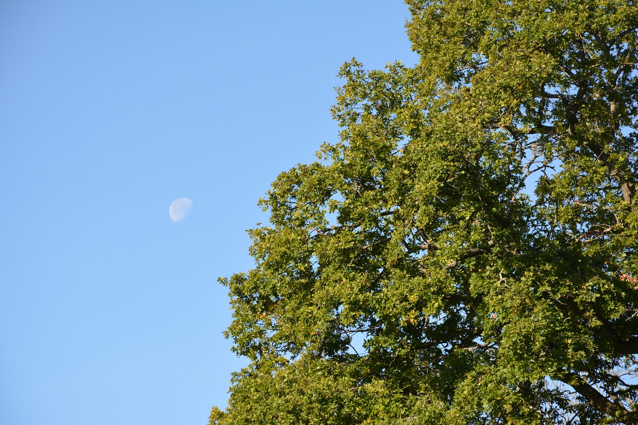 moon in the day tree himmel free photo