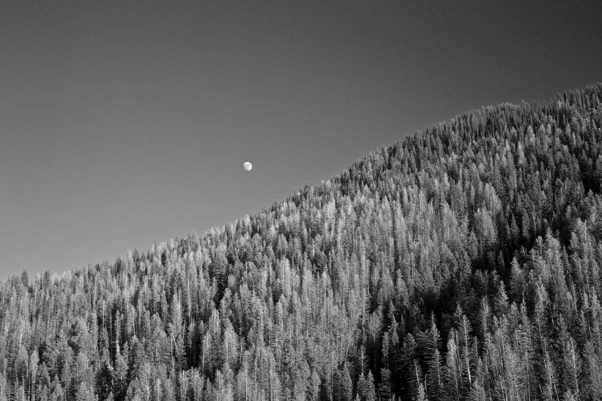 forest gibbous hillside free photo