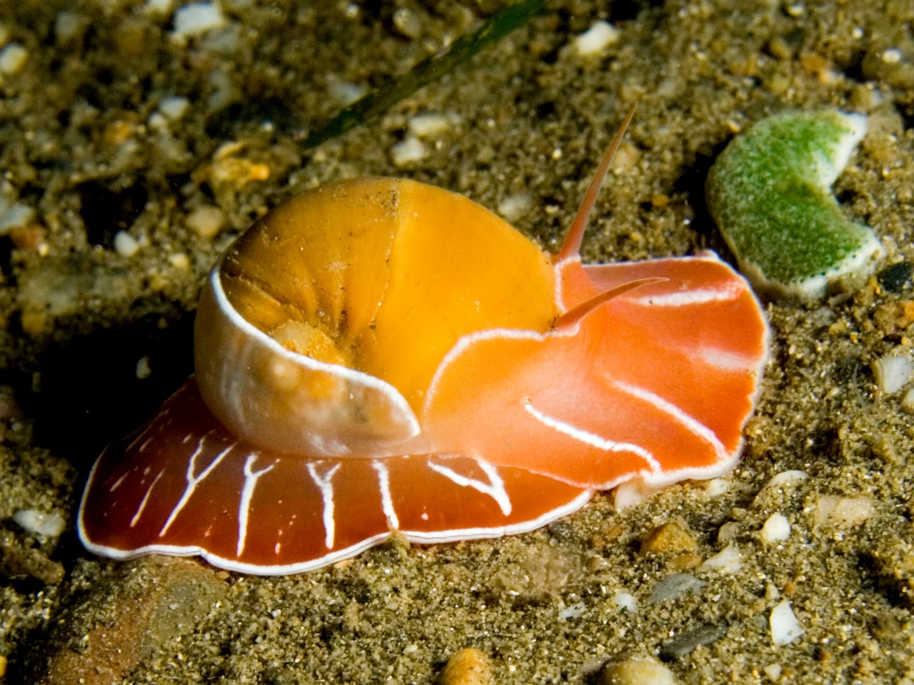 moon snail maritime sea life free photo