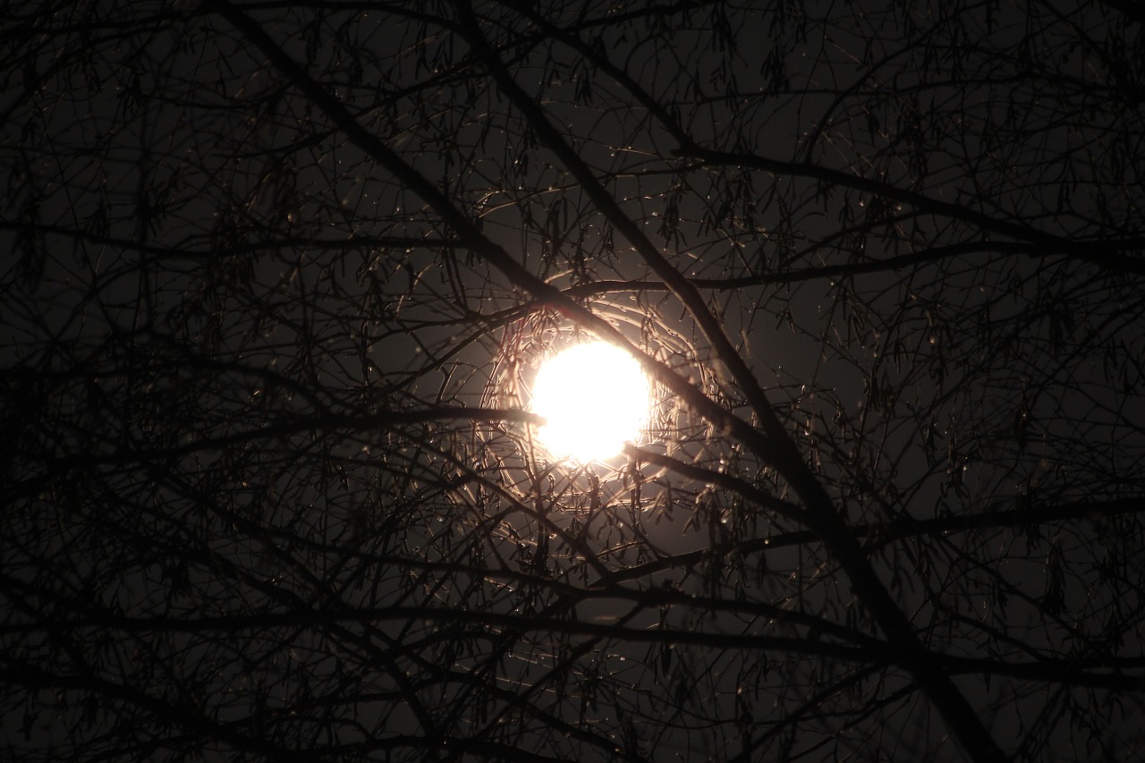 moon through branches moon branches free photo