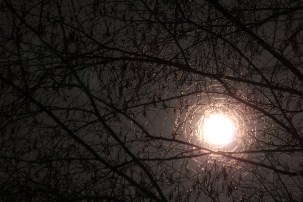 moon through branches moon branches free photo