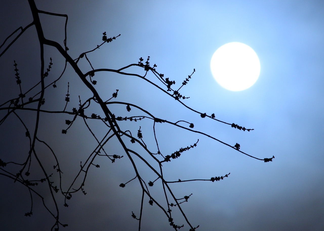 moonlight branches silhouette free photo