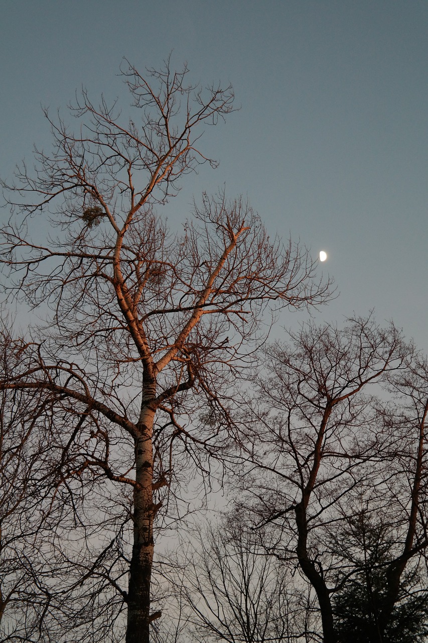 moonlight tree poplar free photo