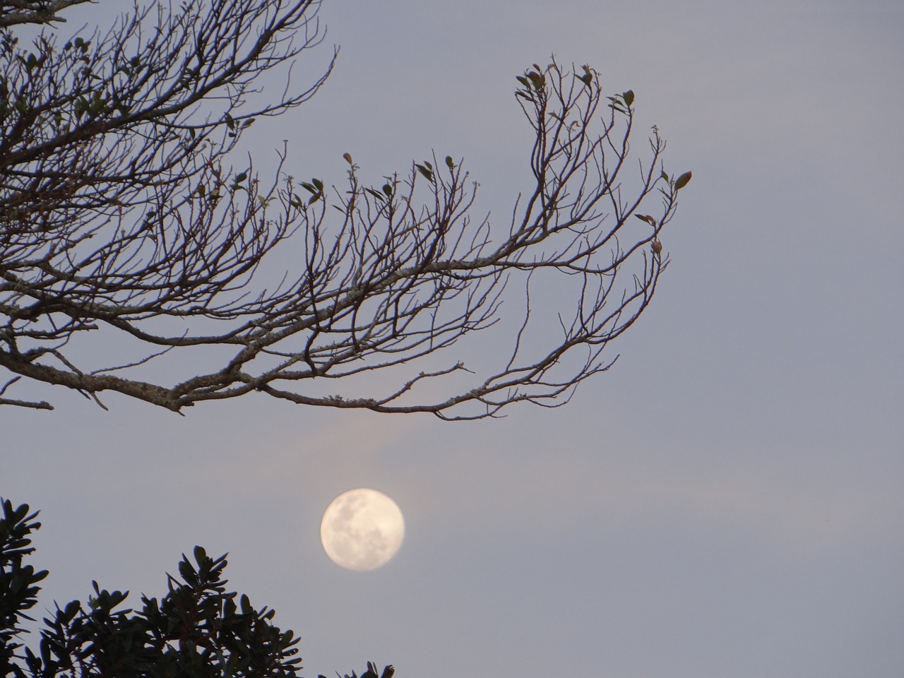 moonlight moon tree free photo