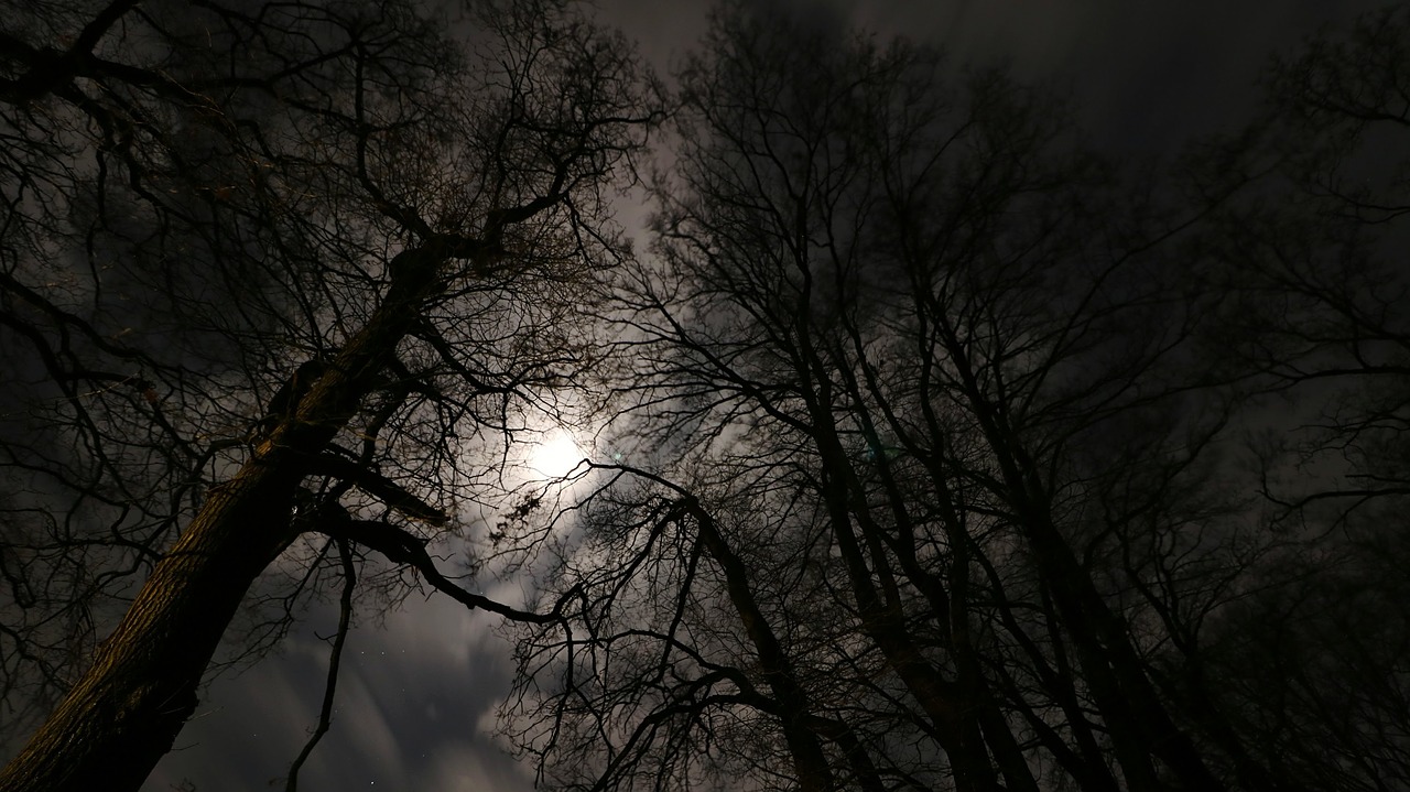 moonlight  forest  night free photo