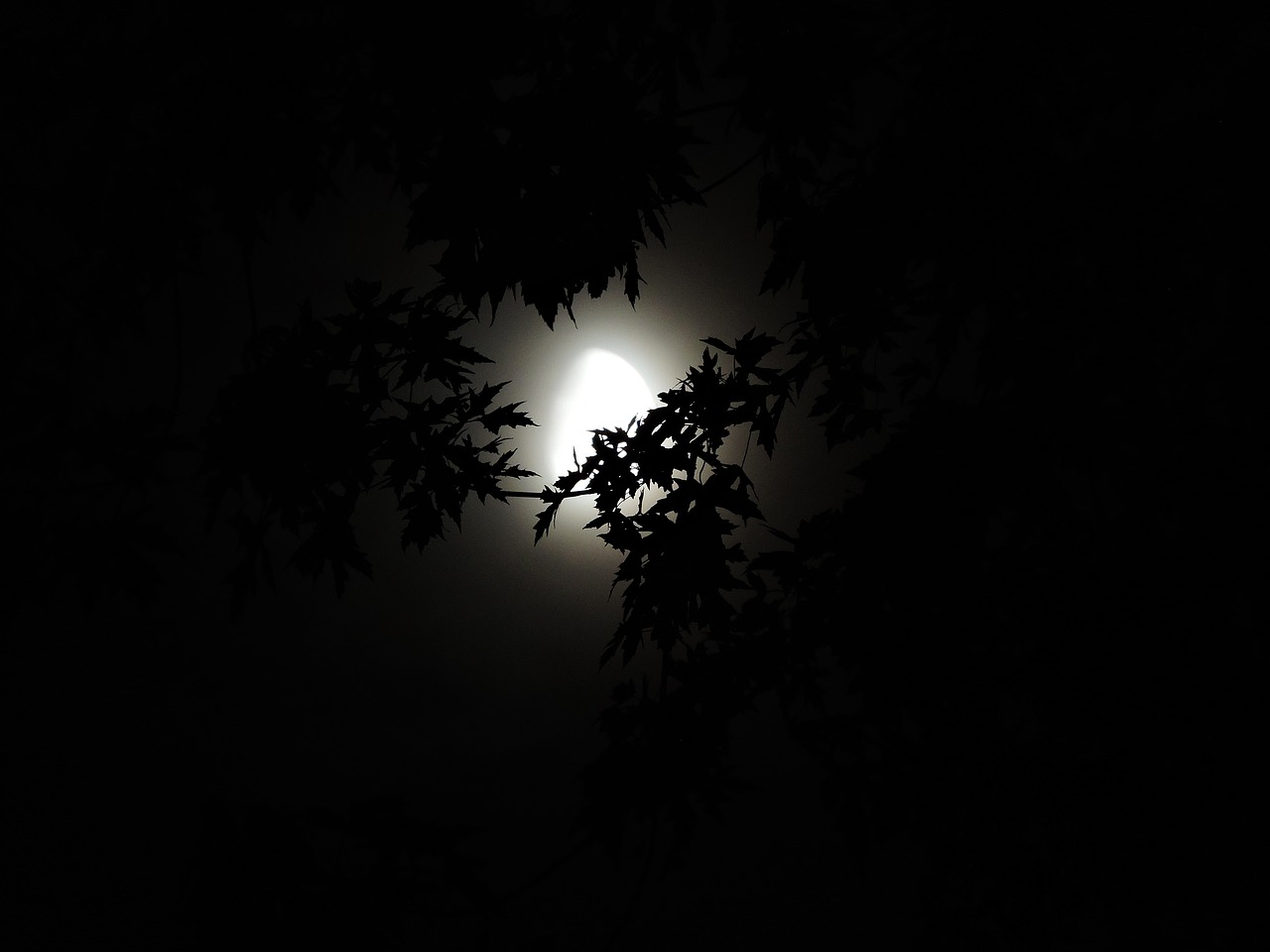 moonlight through trees moonlight halloween free photo