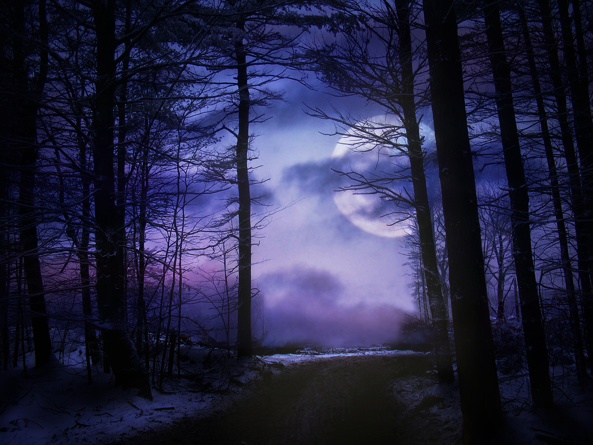 moon forest night free photo