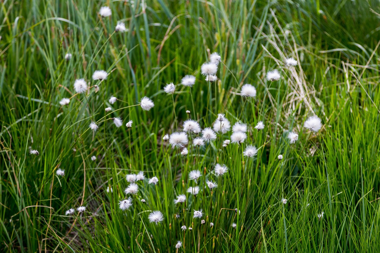 moor wetland swamp free photo