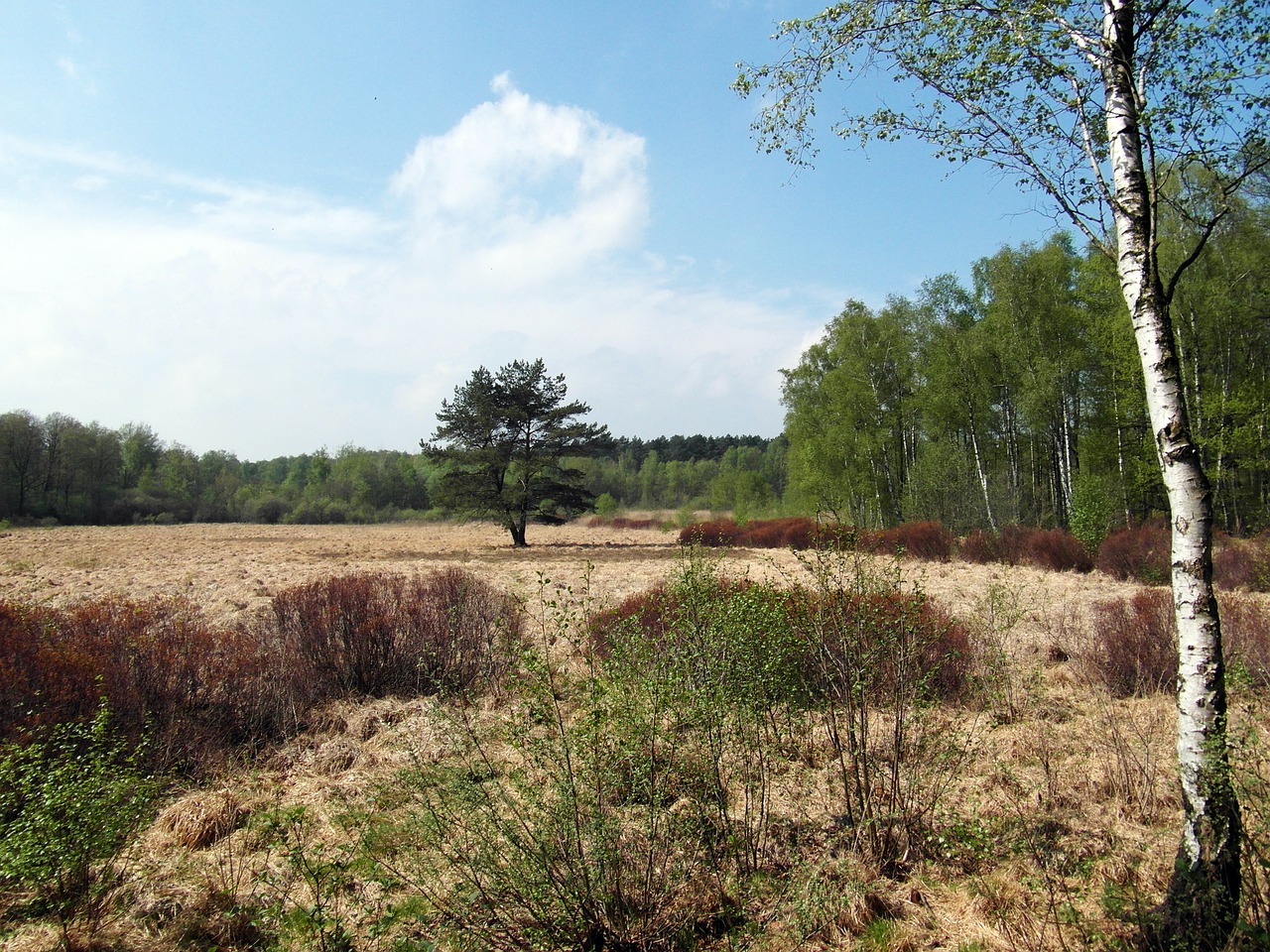 moor light spring free photo