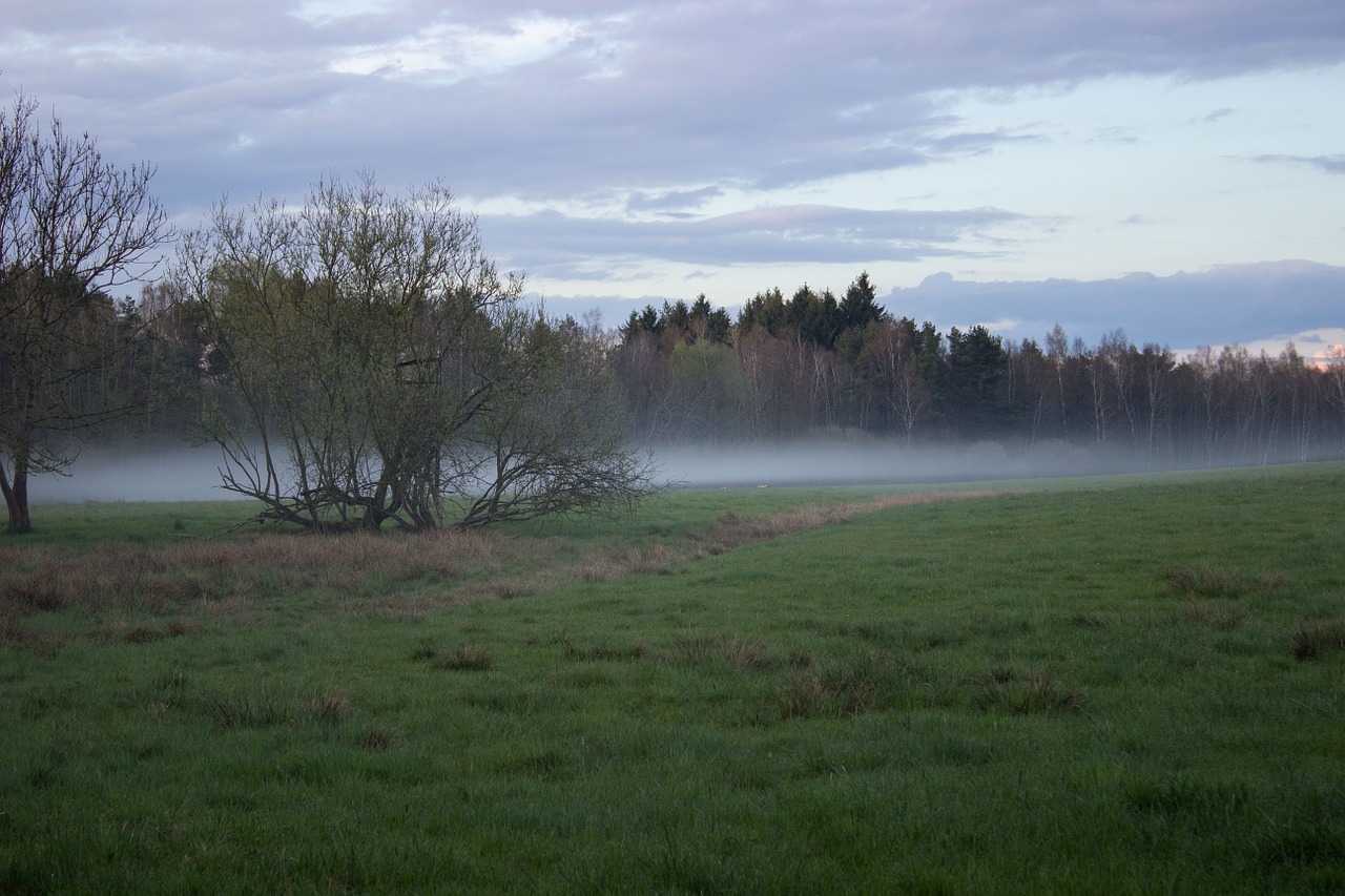 moor meadow fog free photo