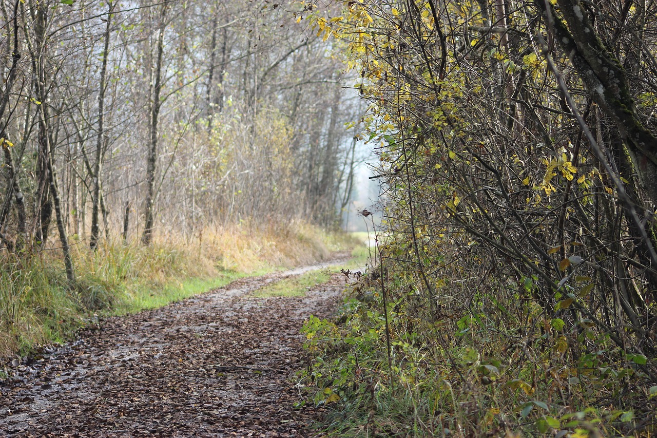 moor moorland lane free photo