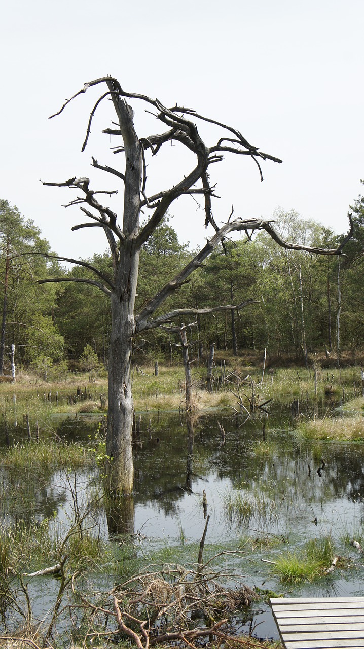 moor wetland swamp free photo