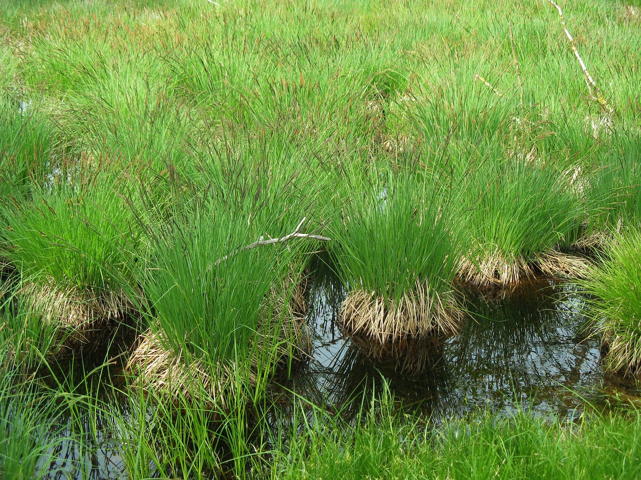 moor reed grass free photo