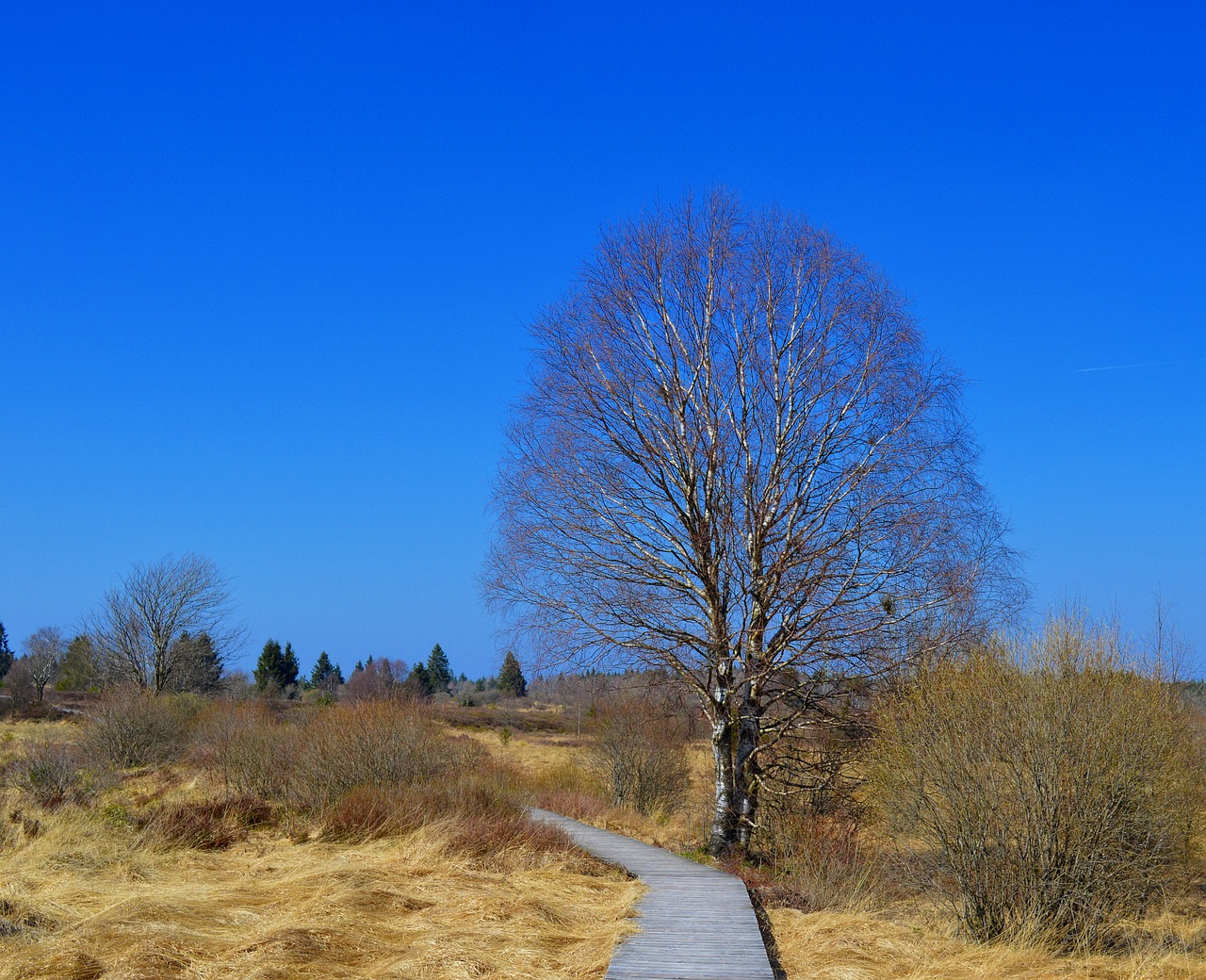 moor peat bog venn free photo