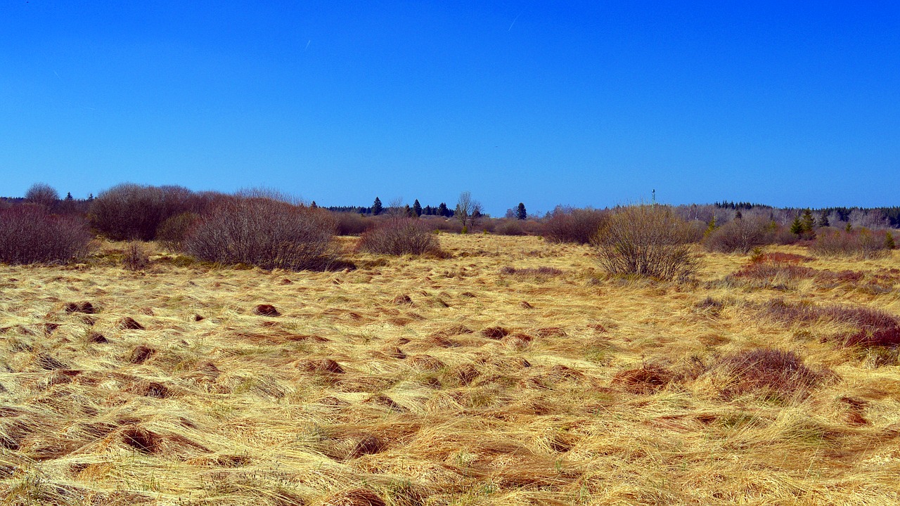 moor peat bog venn free photo