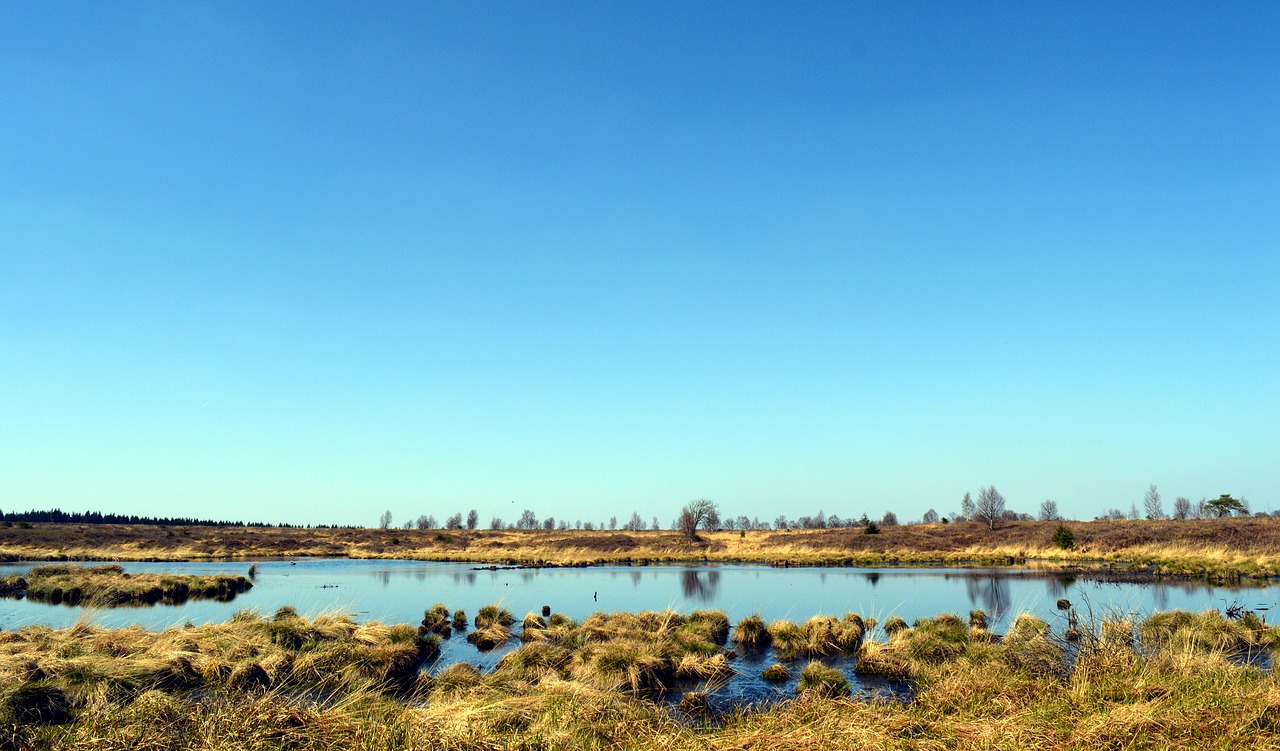 moor peat bog venn free photo