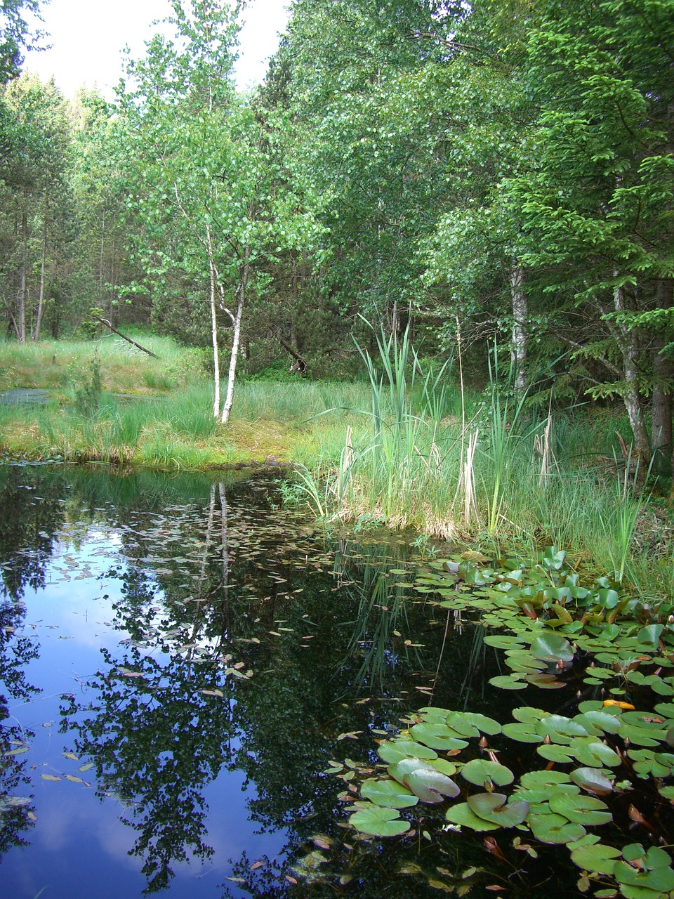 moor pools birch free photo