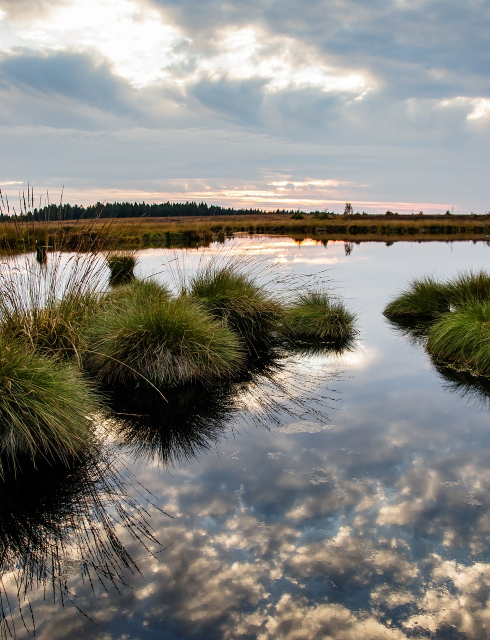 moor swamp landscape free photo