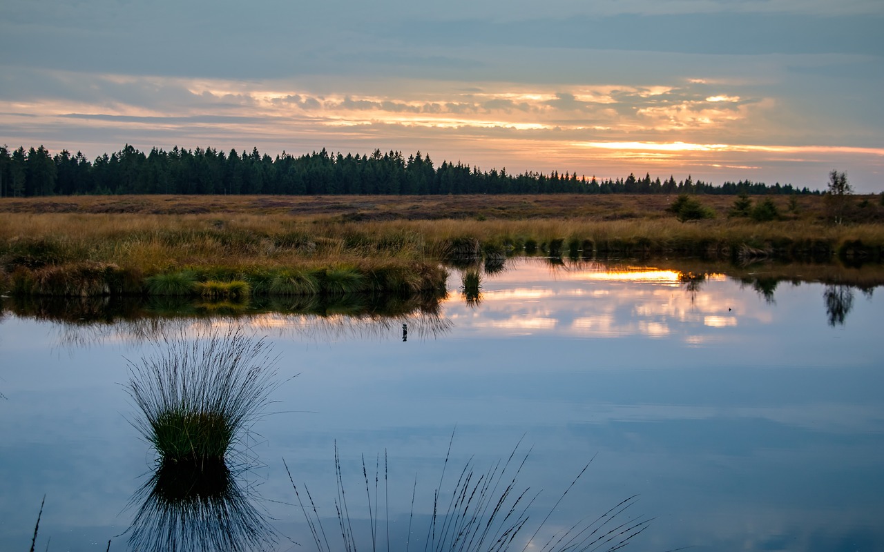 moor swamp landscape free photo
