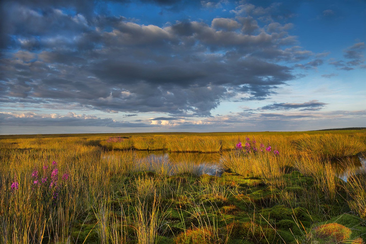 moor pond reeds free photo