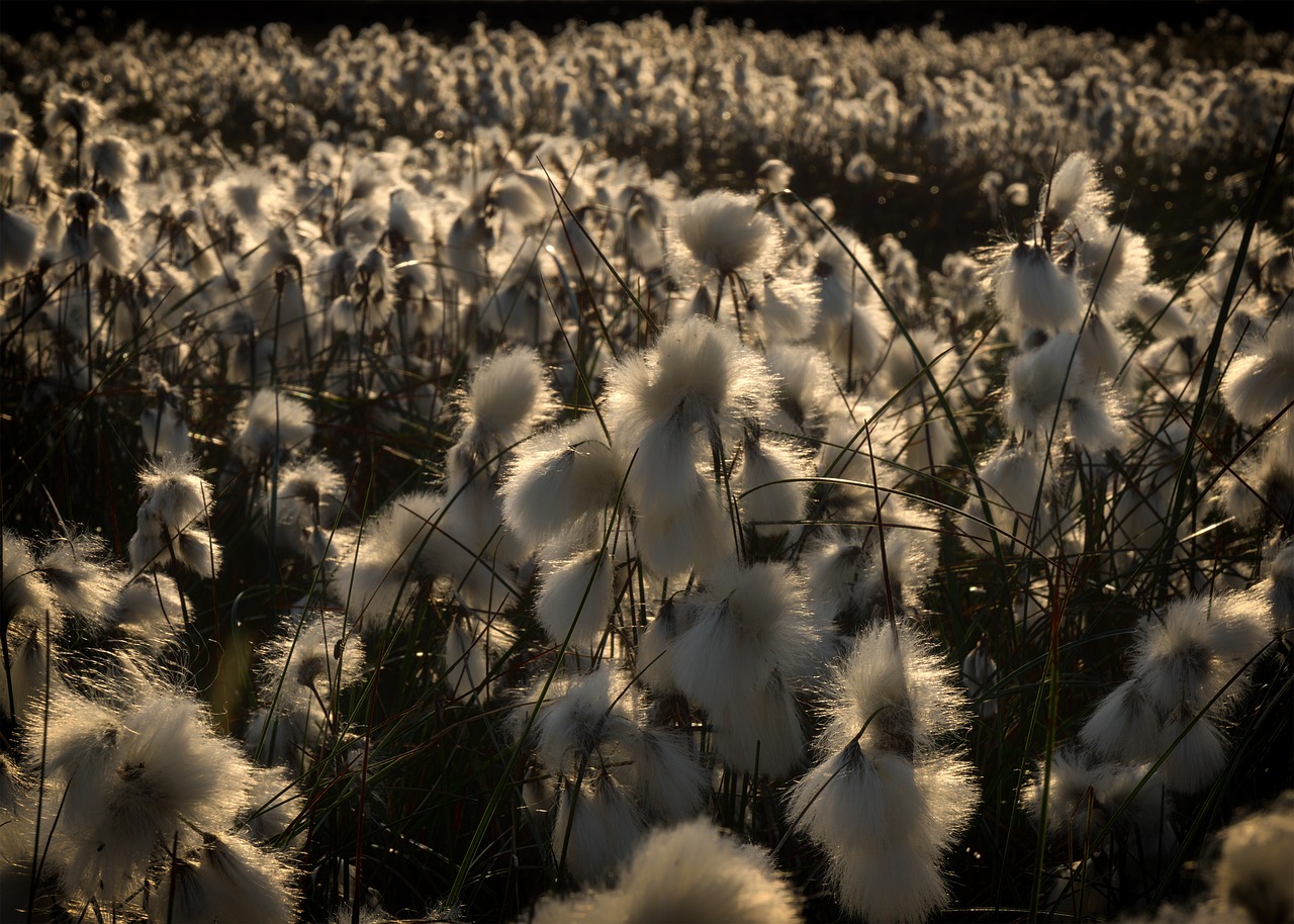 moor cottongrass lower saxony free photo