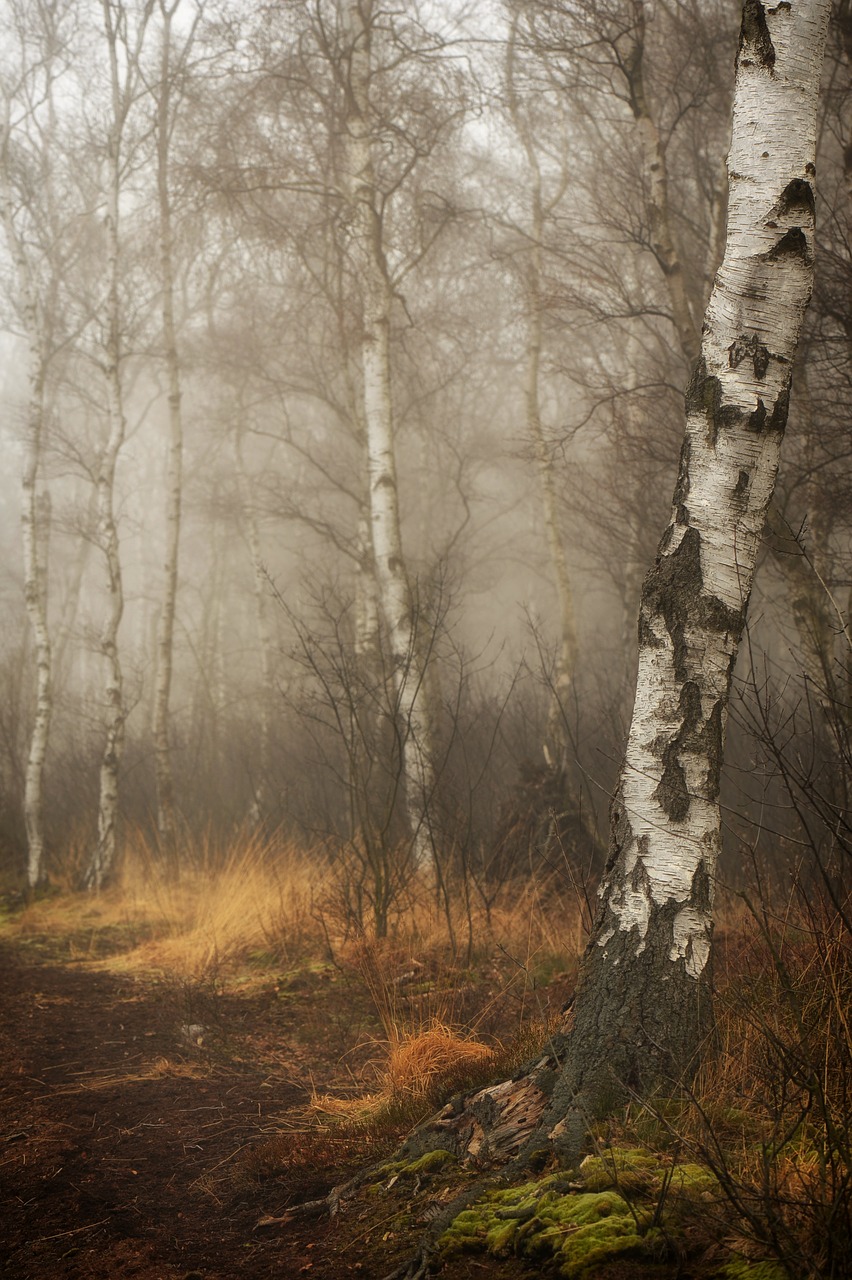 moor peat forest free photo