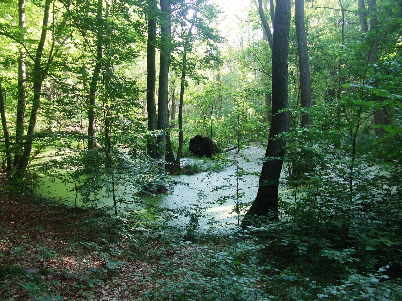 moor trees landscape free photo