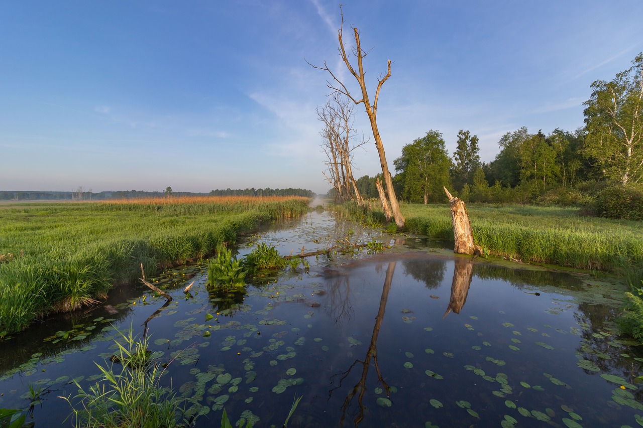 moor  reed  river free photo