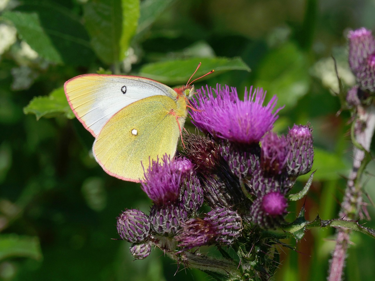 moor  clouded yellow  thistle free photo
