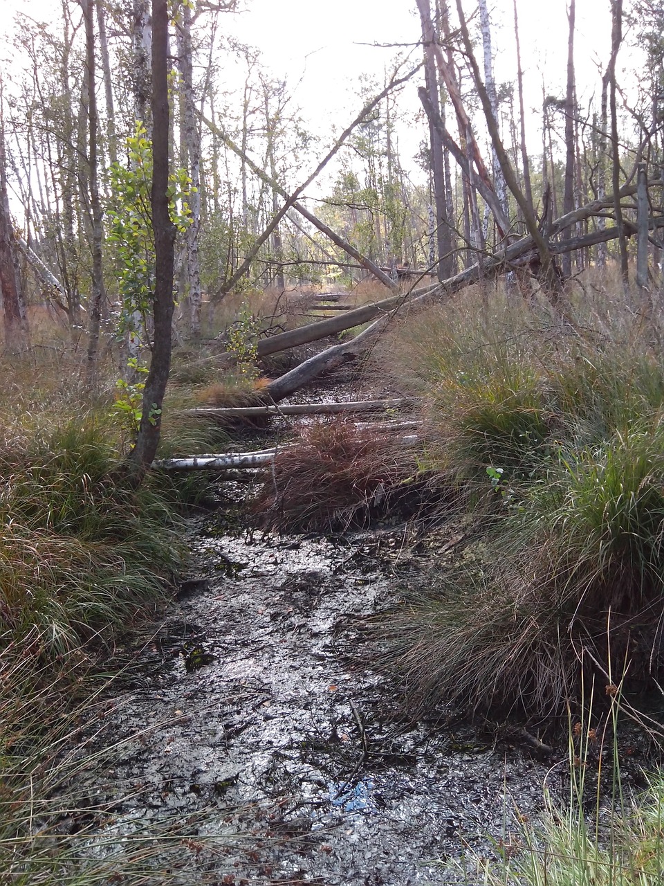 moor moist nature reserve free photo