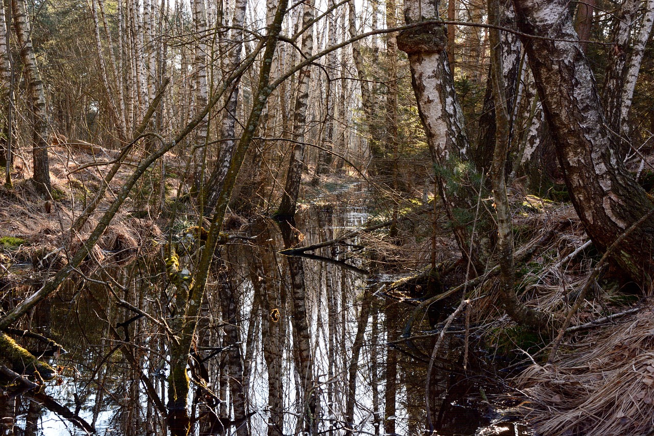 moor swamp moist free photo