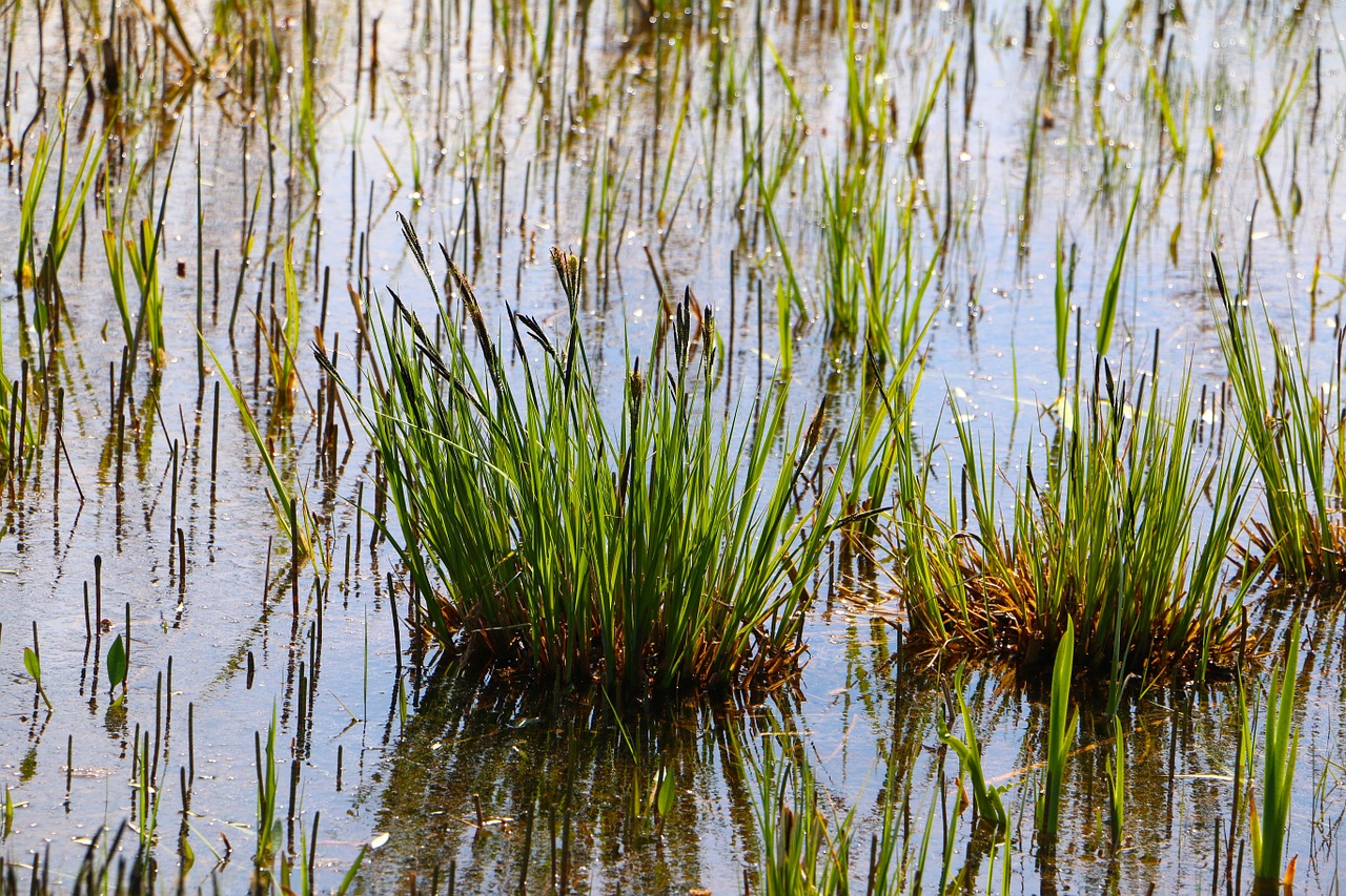 moor grass water free photo